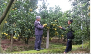 Hợp tác xã sản xuất rau củ, quả và dịch vụ thương mại Đồng Thanh (huyện Kim Động) giúp nông dân nâng cao thu nhập