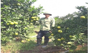 Hiệu quả hoạt động của chi hội làm vườn thôn Quảng Uyên xã Minh Châu huyện Yên Mỹ