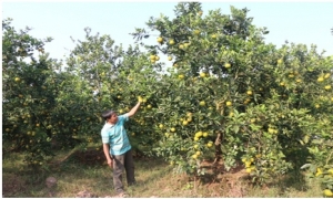 Thành công từ mô hình trồng cam ở Quảng Châu
