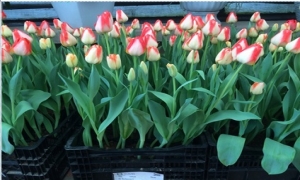 8 giống hoa tulip phù hợp trồng vụ đông miền Bắc