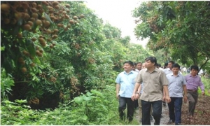 Bộ Nông nghiệp và Phát triển nông thôn sẵn sàng hỗ trợ tỉnh Hưng Yên tiêu thụ nhãn