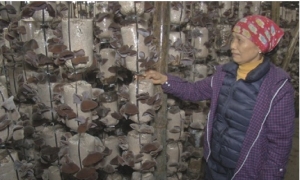 Hộ nông dân Tiên Lữ trồng nấm cho doanh thu gần 1,5 tỷ đồng/năm