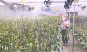 Mô hình trồng hoa lan thu 5 tỉ đồng ở Văn Giang