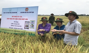 Mỹ Hào thăm quan mô hình cấy lúa phân bón NPK Ninh Bình khép kín
