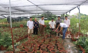 Bước chuyển mình trong nông nghiệp của Văn Giang