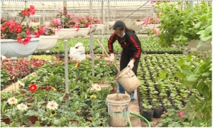 Văn Giang thu trên 300 tỷ đồng từ trồng hoa, cây cảnh
