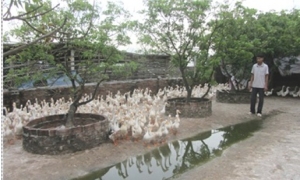 Chỉ ấp trứng vịt lộn, một thôn ở Hưng Yên thu gần 200 tỷ đồng/năm