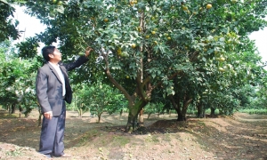Bón phân NPK-S Lâm Thao cho cây cam, quýt 